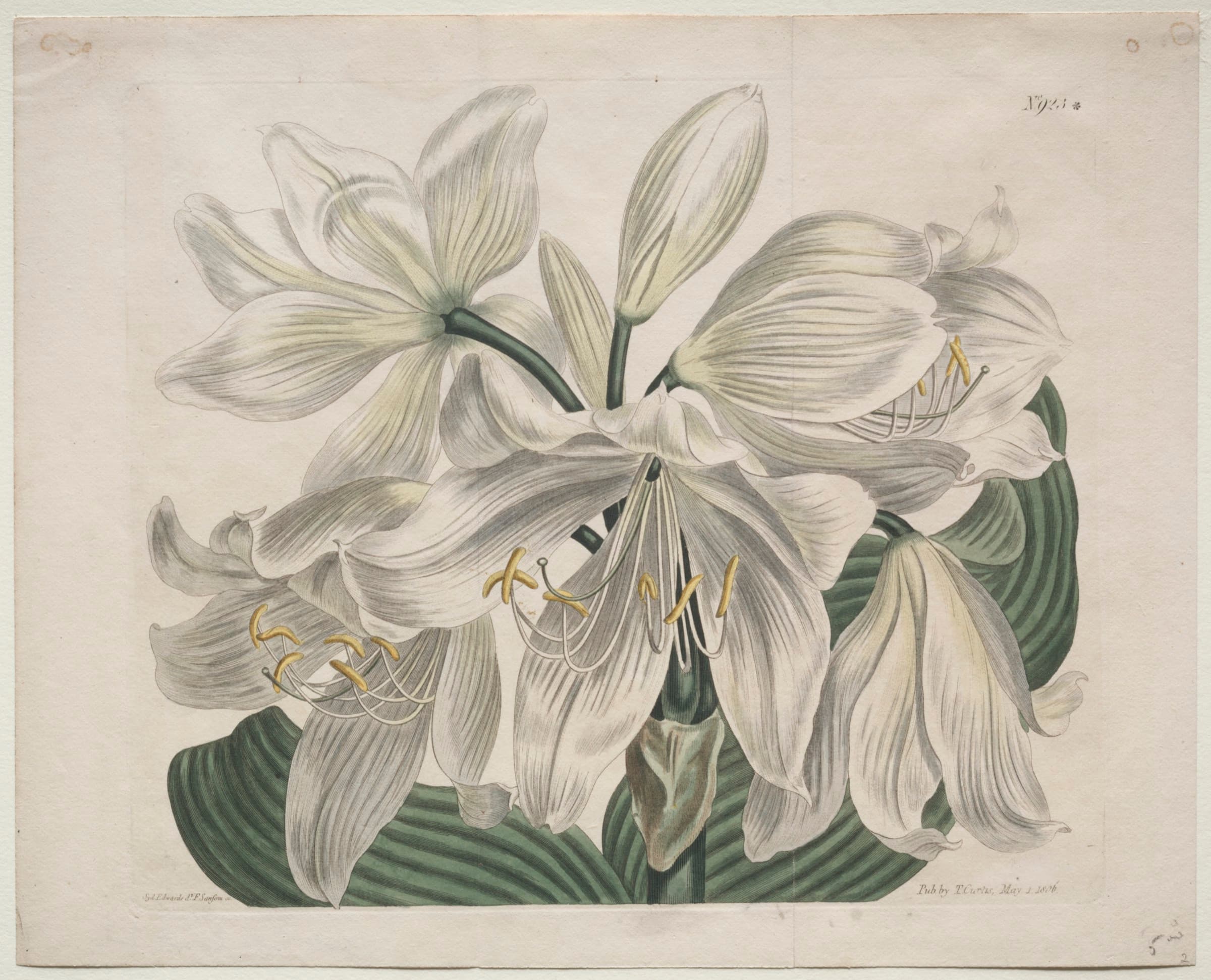 White Cape - Coast Lily